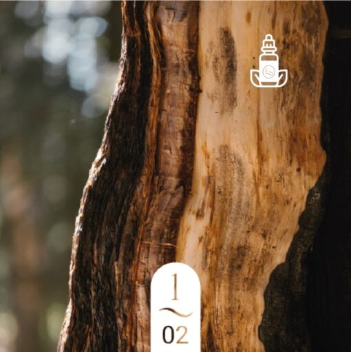 1.02 Écorce de Sequoia