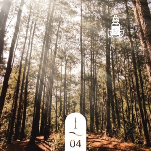 1.04 Forêt d’Acajou