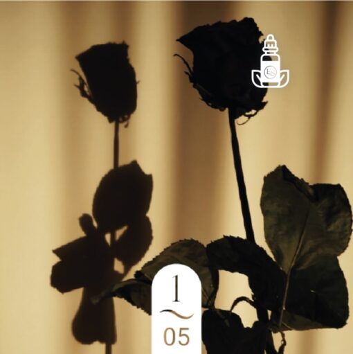 1.05 Bois de Rose