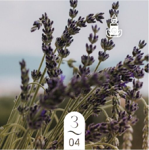 3.04 Lavande Fleurie