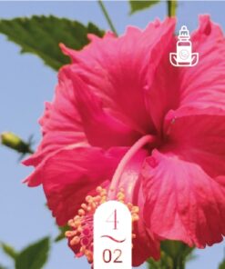 4.02 Vallée d’Hibiscus