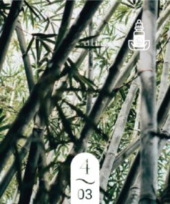 4.03 Bambou