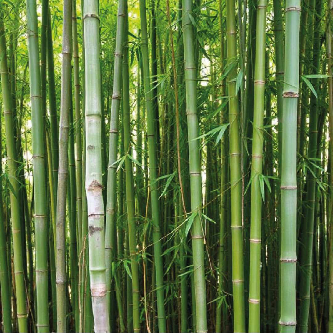 Bambou