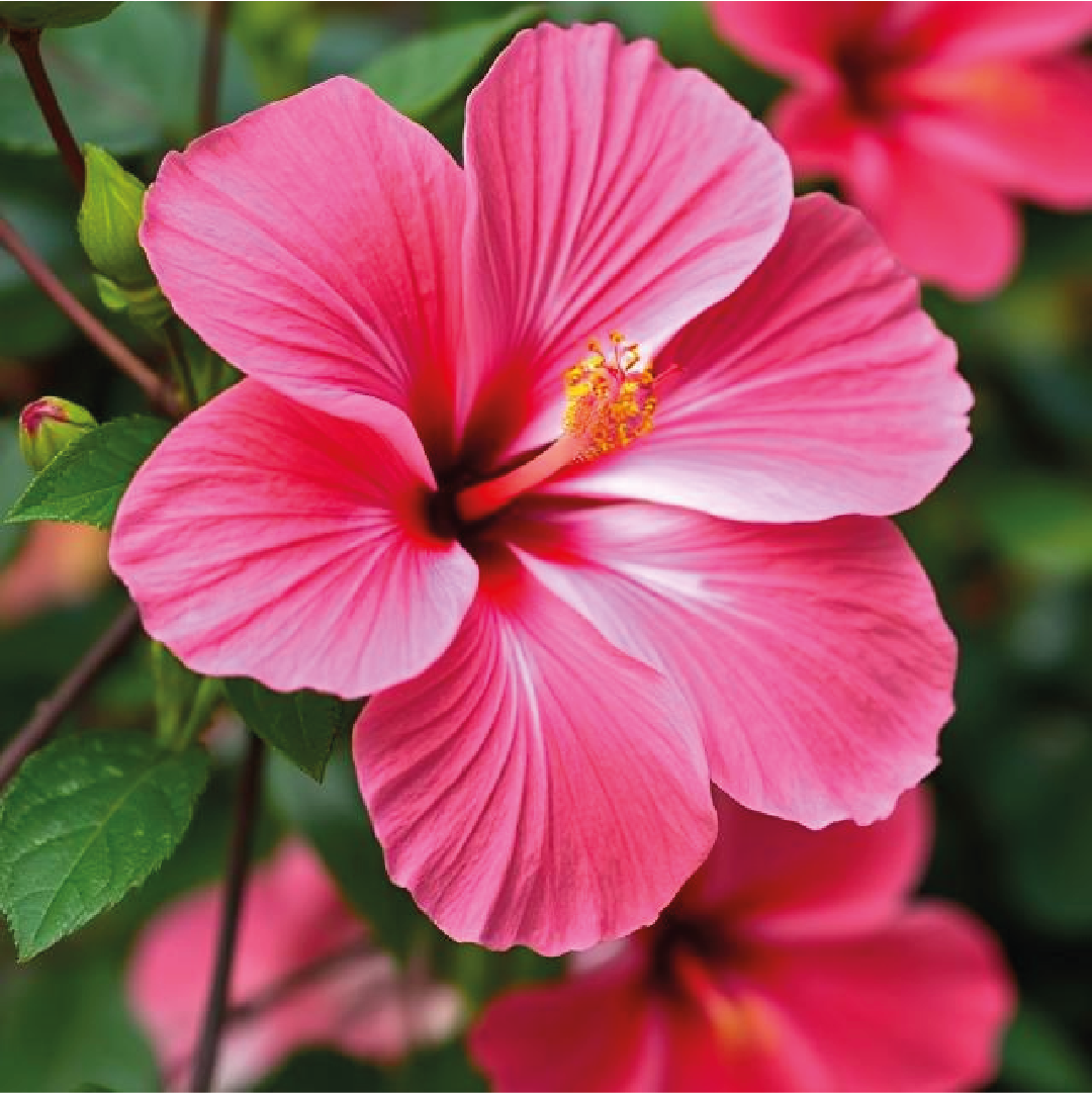 Hibiscus