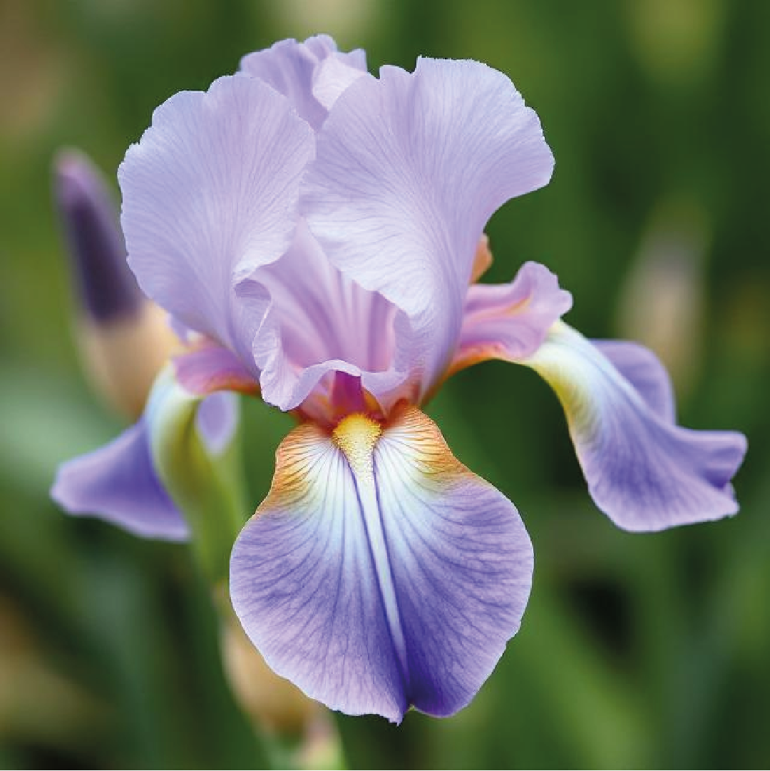 Irise